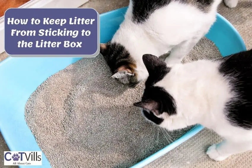 cats smelling the litter so how to keep litter from sticking to the box?