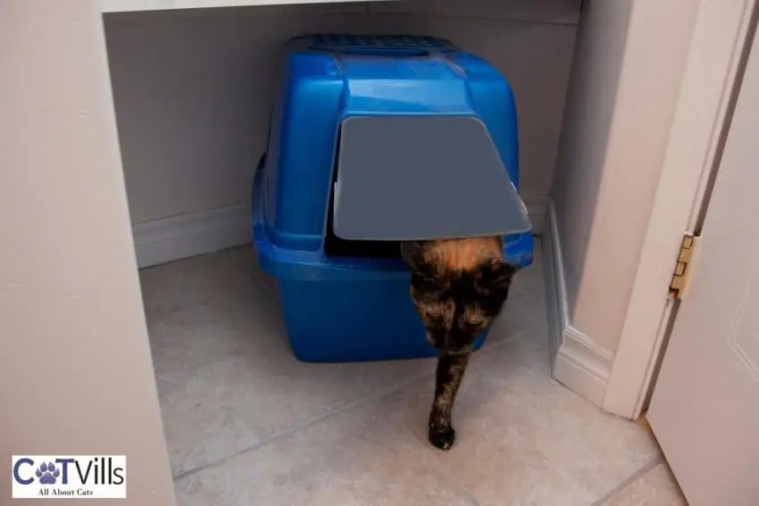 calico cat getting outside the litter box