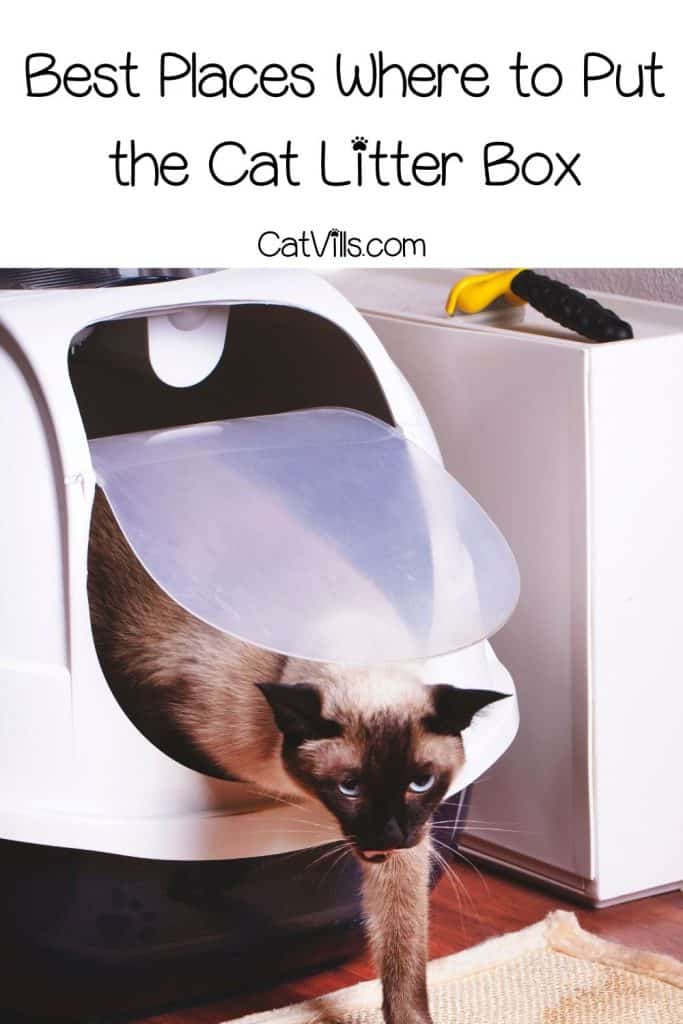 siamese cat getting out of the litter box