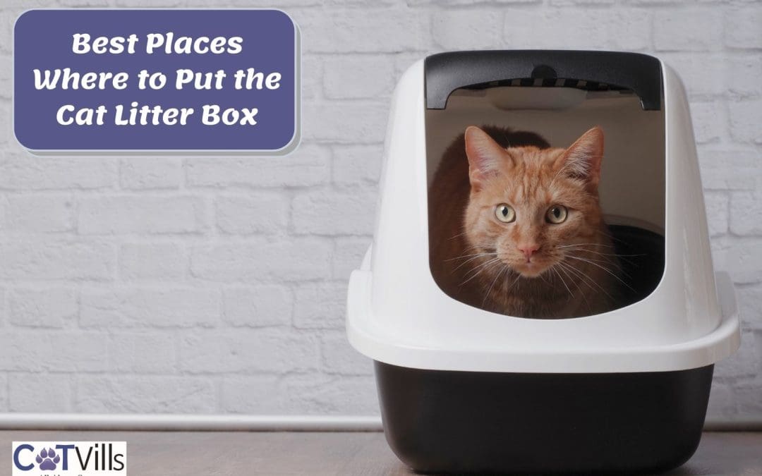 5 Best Places Where to Put the Cat Litter Box (Ultimate Guide)