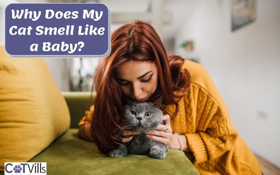 Why Does My cat Smell Like a Baby? (5 Unbelievable Reasons)