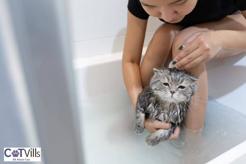 lady bathing her cat with baby shampoo