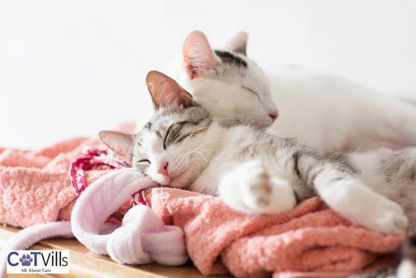 cats sleeping on the washed clothes