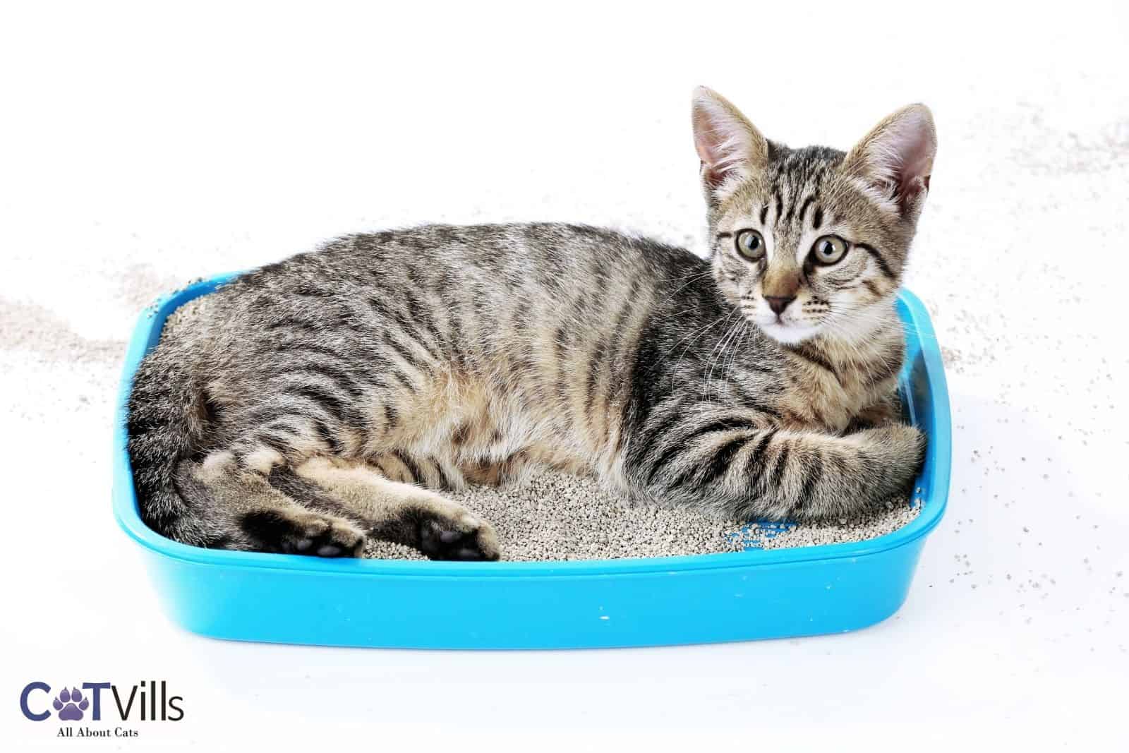 Why is My Cat Sleeping in the Litter Box?