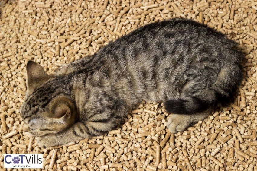 kitten sleeping on the pellets but why is my cat sleeping in the litter box?