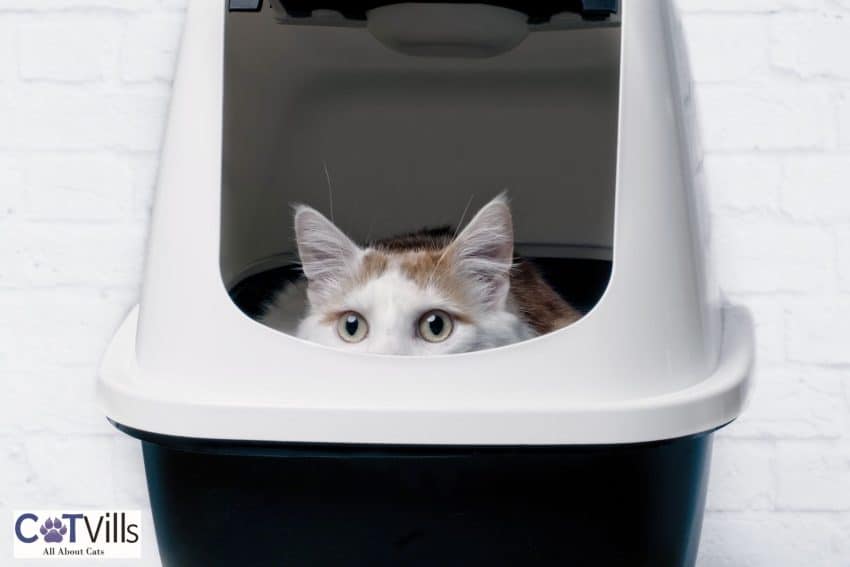 cat inside a high side litter box