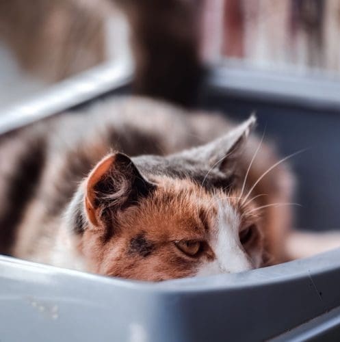 senior cat sleeping on the litter box
