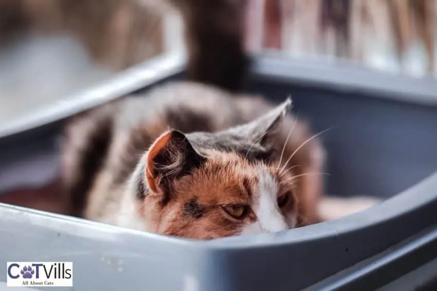 senior cat sleeping on the litter box
