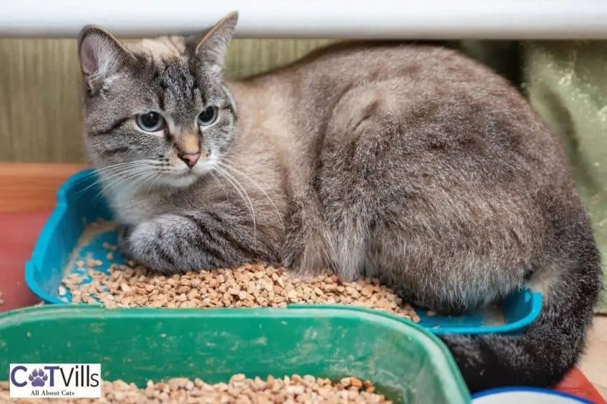 cat lying on the litter box but why is my cat sleeping in the litter box ?