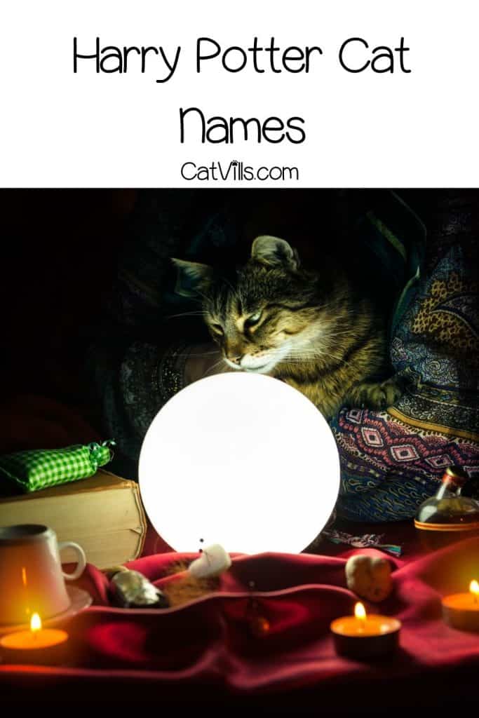 Cat staring into a magicians bowl under title Harry Potter Cat Names
