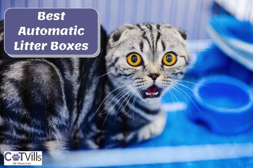 10 Best Automatic Self-Cleaning Litter Boxes for Happy Cat