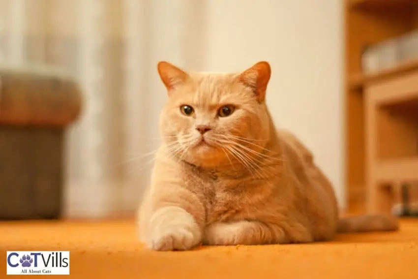 orange british shorthair