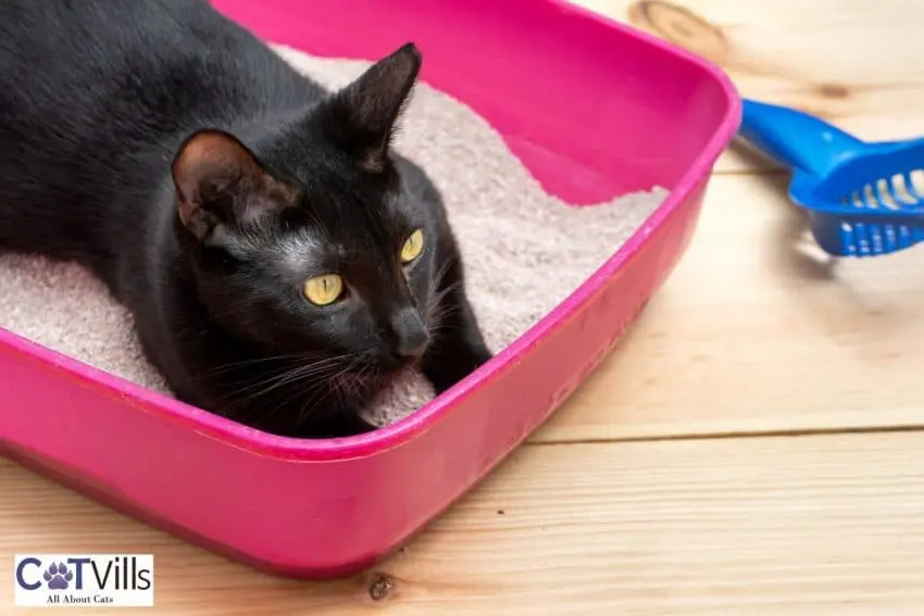 black cat laying on the cat litter