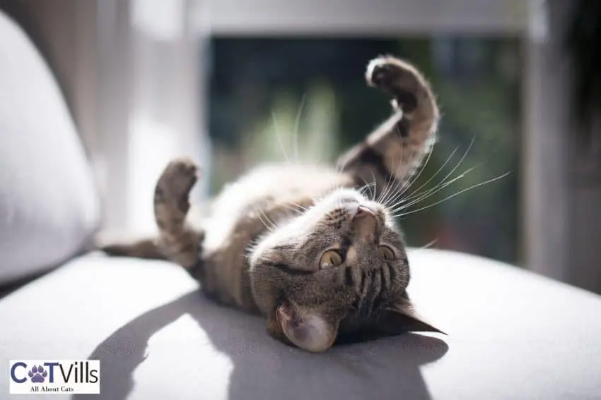 Why Do Cats Sleep on Their Backs? 12 Shocking Reasons