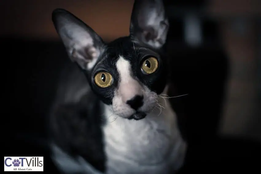 cornish rex