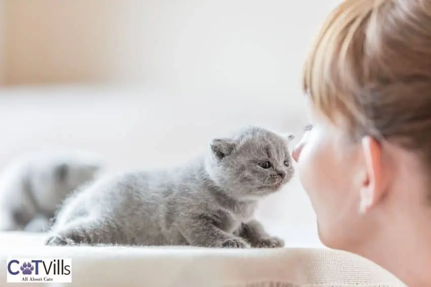 Do Cats Like Face Rubs? Why Do Cats Rub Their Face on Things?