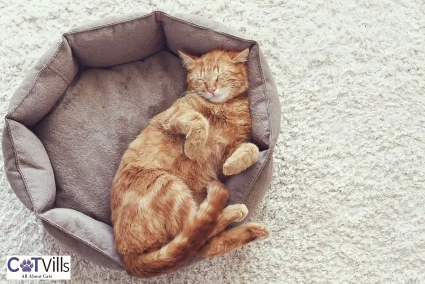 Ginger cat sleeping under title Why Does My Cat Sleep in the Bathroom