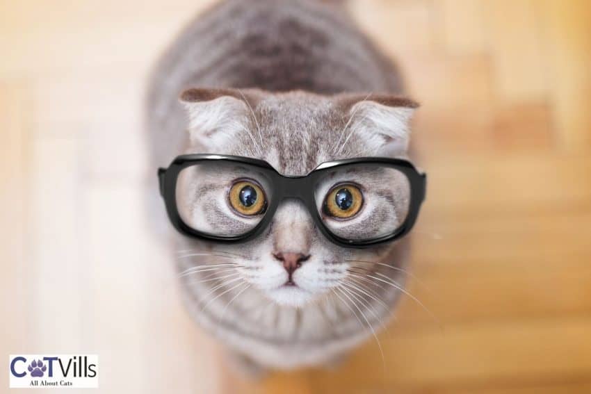 A cute cat with glasses under title harry potter cat names