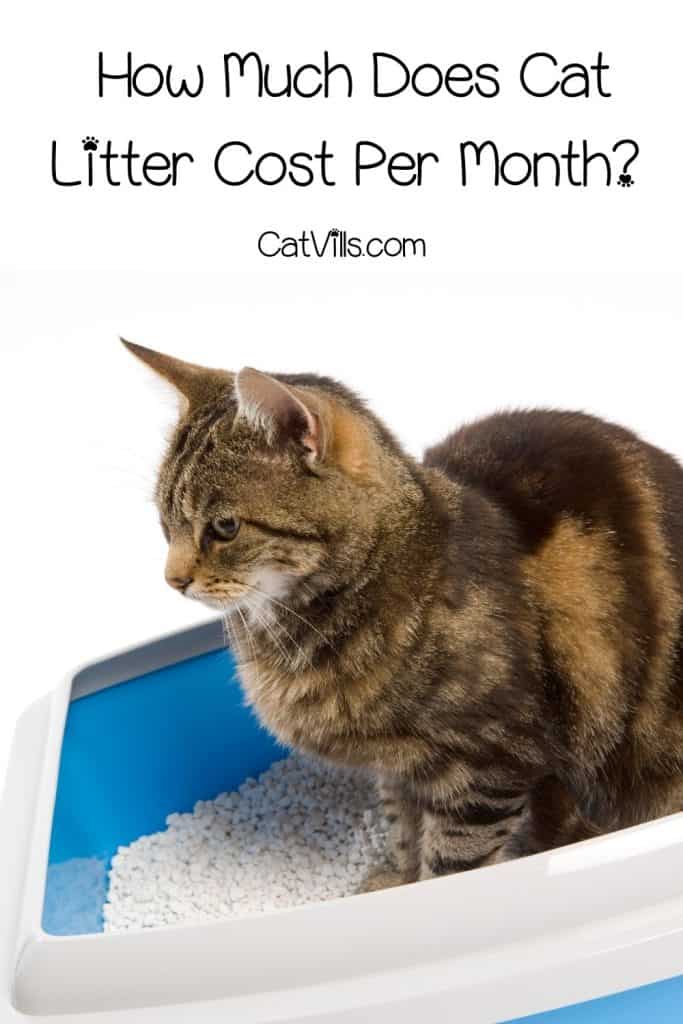 tabby cat using the litter box with bentonite