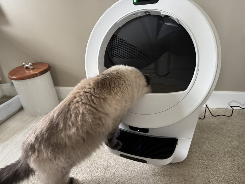 How to Get a Cat to Use an Automatic Litter Box