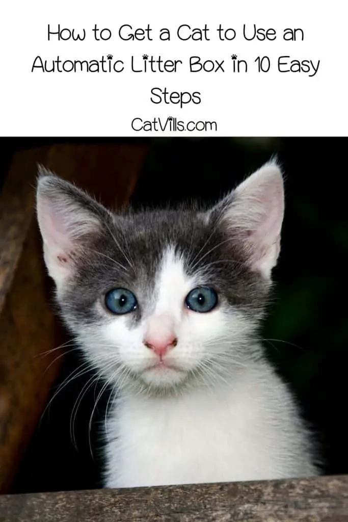 cute grey and white kitten