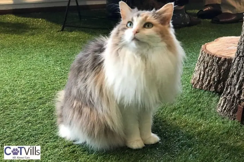 Norwegian Forest cat breed