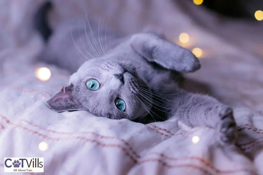 Russian Blue Cat on bed
