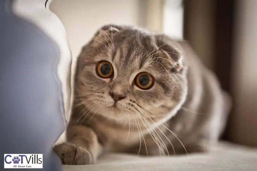 Scottish fold cat breed