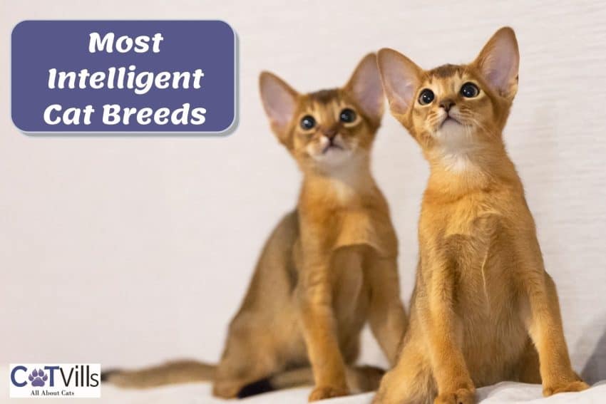 baby tonkinese kittens, The World's Most Intelligent Cat Breeds
