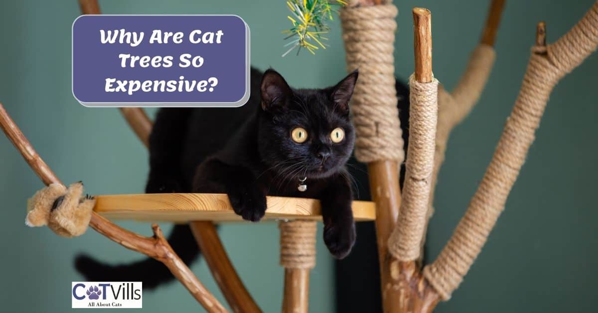 Why Are Cat Trees So Expensive? Are They Worth it?