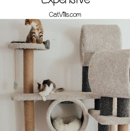 3 cats on a huge cat tree