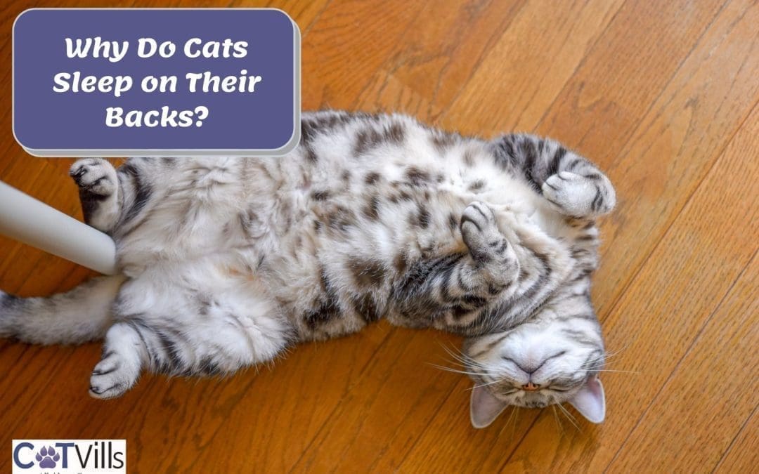 Why Do Cats Sleep on Their Backs? (12 Shocking Reasons!)