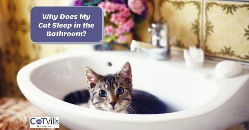 cute kitten in a bathroom sink