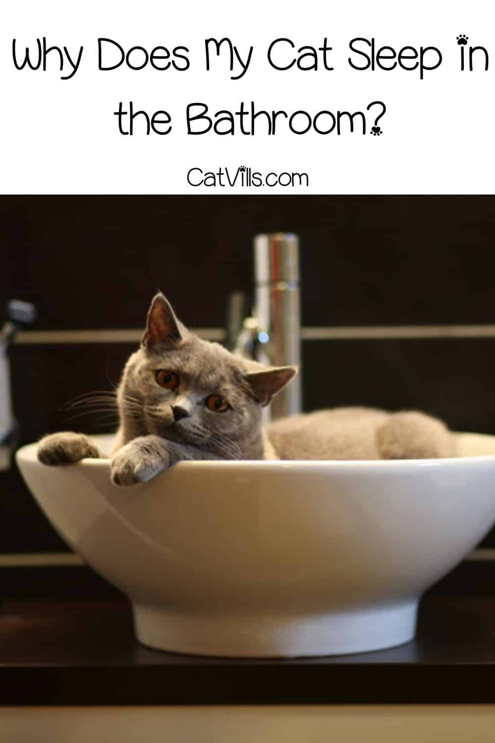 Why Does My Cat Sleep in the Bathroom? 7 Shocking Reasons!