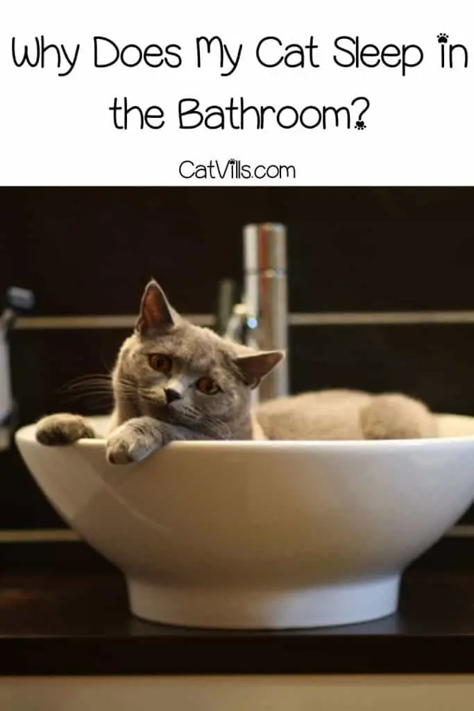 cute grey cat in a white sink