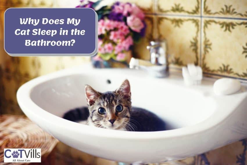 cute kitten in a bathroom sink