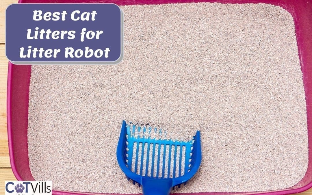 11 Best Cat Litter for Litter Robot (Reviews)