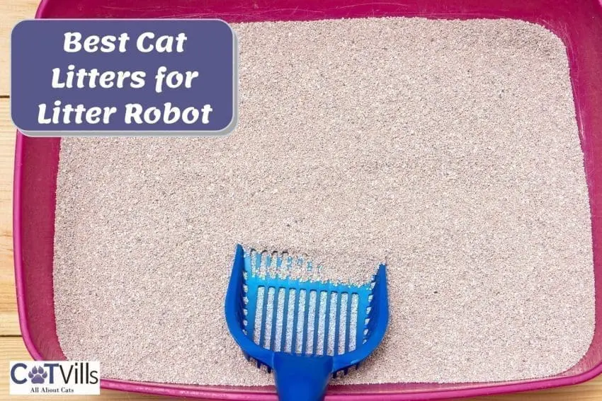 11 Best Cat Litter for Litter Robot for Easy Maintenance