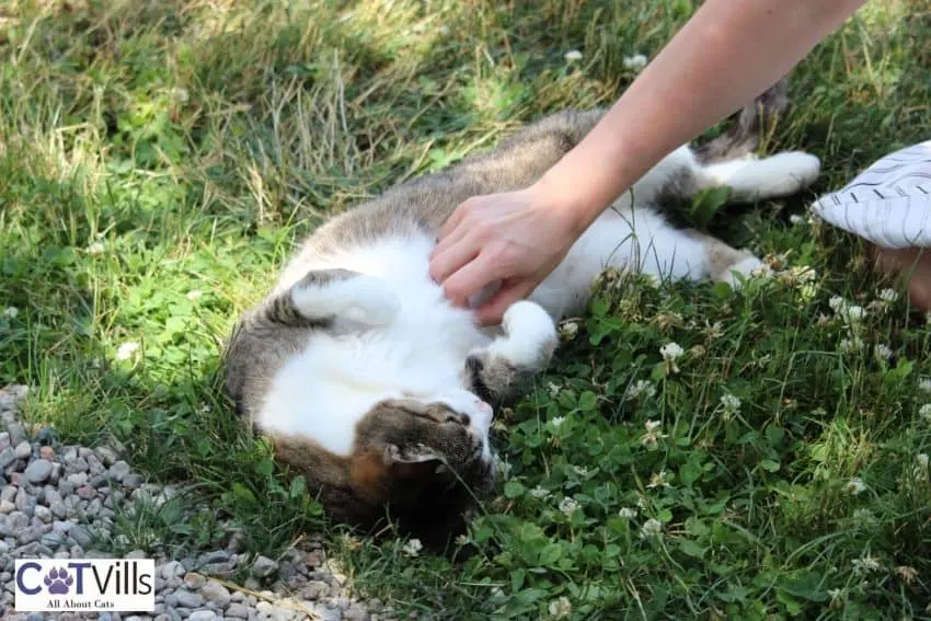 A cat getting belly rubs