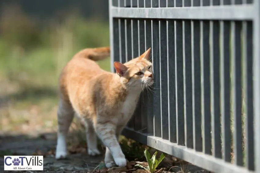 cat looking for a mate