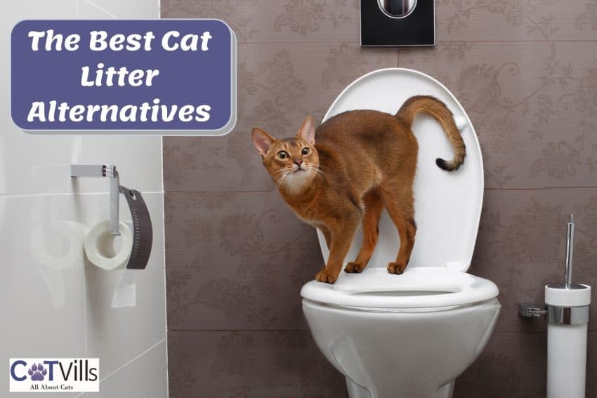 brown cat using the human toilet as cat litter alternatives