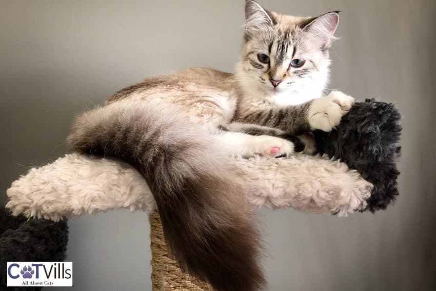 cute cat on a cat tree under title why are cat trees so expensive