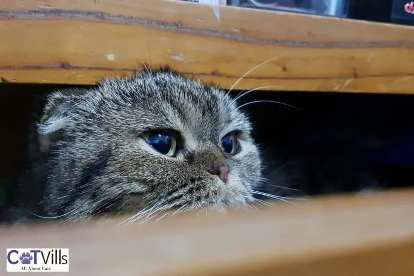 cute grey cat in a closet under title Least Talkative Cat Breeds
