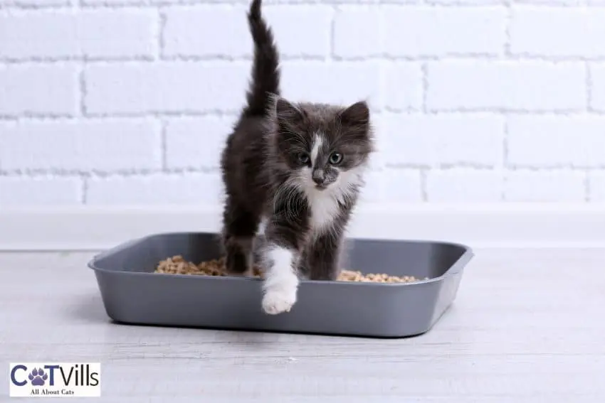 Grey and white kitten in a litter box under the title How to Get a Cat to Use an Automatic Litter Box in 10 Easy Steps