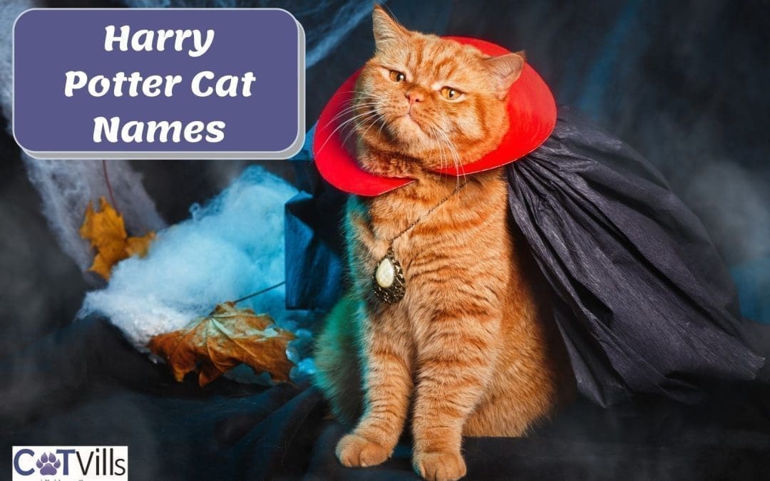 200 Magical Harry Potter Cat Names for Your Majestic Kitties