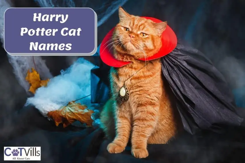 ginger cat wearing a cape beside harry potter cat names poster