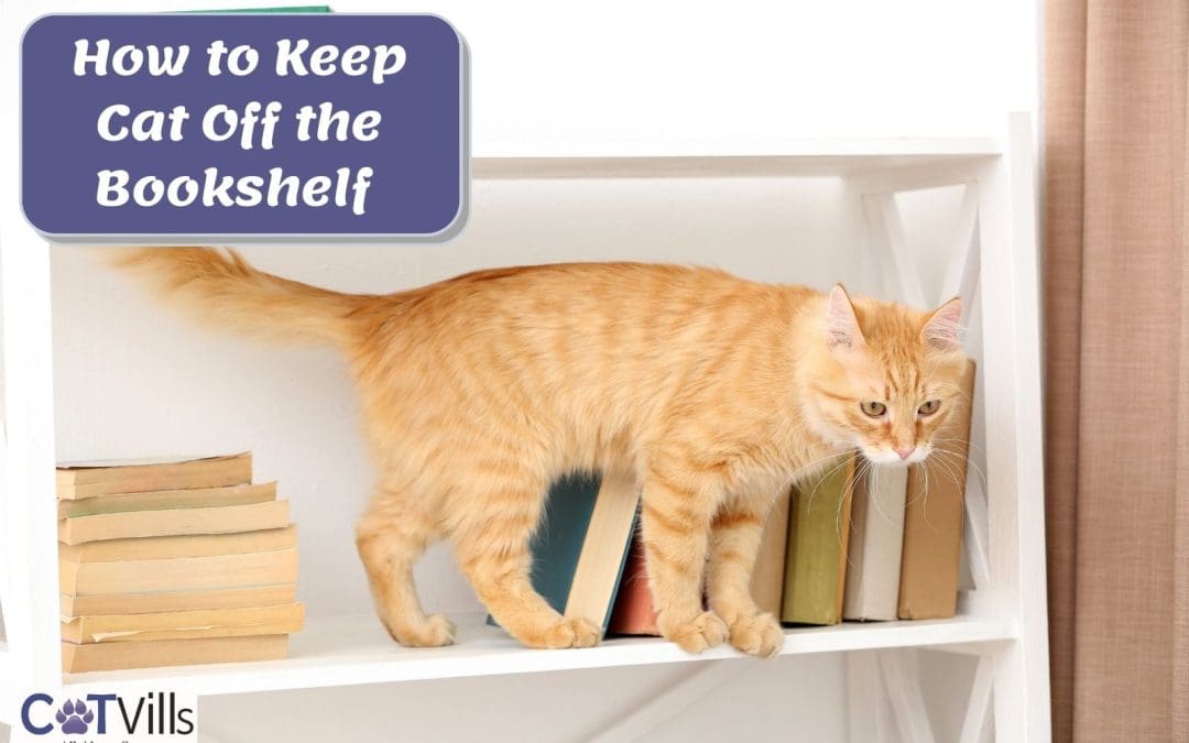 How to Keep Cat Off the Bookshelf (What and What NOT to Do)