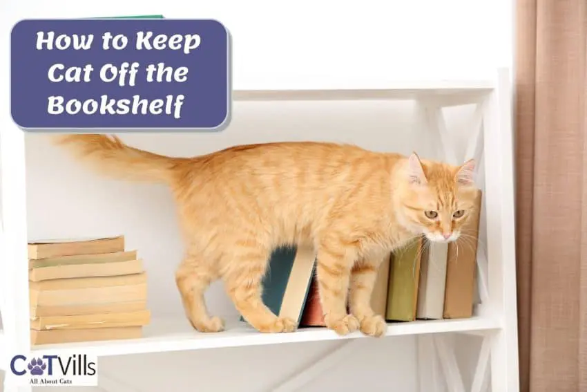 tiger cat umping from the bookshelf but how to keep cat off the bookshelf?