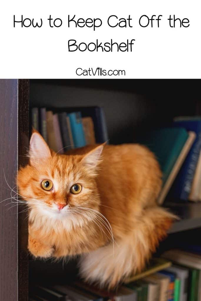 a tiger cat resting on the bookshelf