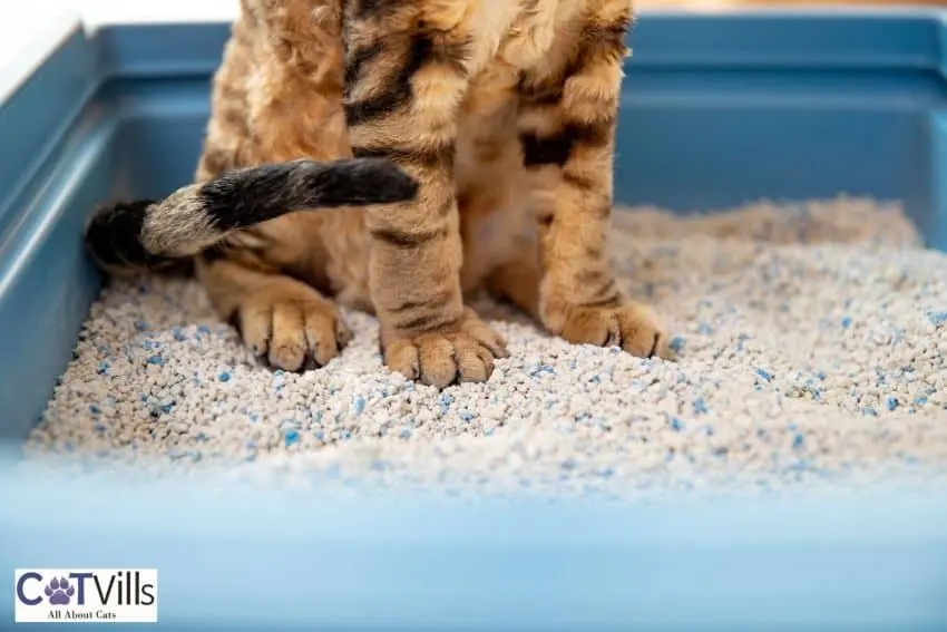 brown and black cat in a litter box with litter 